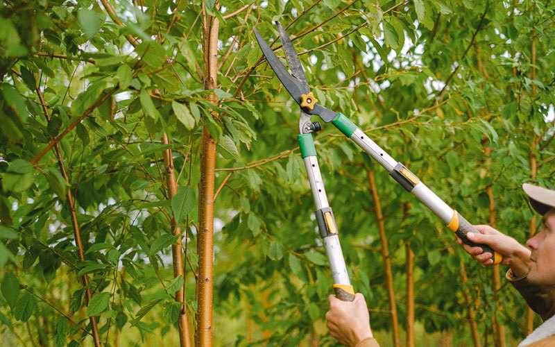 Tree trimming in Laotto, IN